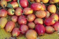 Ripe crab apples Royalty Free Stock Photo