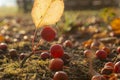 Ripe crab apples on the ground Royalty Free Stock Photo