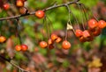 Ripe crab apples hanging in a row on a tree branch Royalty Free Stock Photo