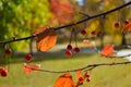 Ripe crab apples hanging in a row on a tree branch in the fall season Royalty Free Stock Photo