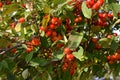 Ripe crab Apples on a tree Royalty Free Stock Photo