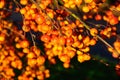 Ripe crab apples on tree. Royalty Free Stock Photo