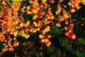 Ripe crab apples on tree. Royalty Free Stock Photo