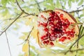 Ripe cracked pomegranate on a tree