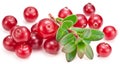 Ripe cranberries and green branch on the white background Royalty Free Stock Photo
