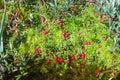 The ripe cranberries grow from under the moss and swamp water