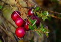 Ripe Cranberries on plant