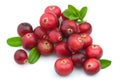 Ripe cranberry Royalty Free Stock Photo