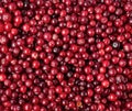 Ripe cranberry background