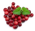 Ripe cranberry with a mint Royalty Free Stock Photo