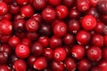 Ripe cranberry Royalty Free Stock Photo