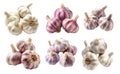 Ripe creole garlic bulb isolated on a white background Royalty Free Stock Photo