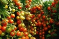 Ripe, crimson tomatoes are delicately poised on a bough within the confines of a hothouse. Generative AI