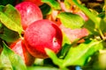 Ripe crispy red apples on a tree branch in the garden, blue sky background, sunny day. Close up view Royalty Free Stock Photo