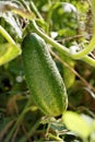 Ripe cucumber.