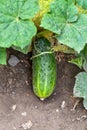 Ripe cucumber in the garden bed Royalty Free Stock Photo