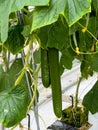 Ripe cucumbers grown on substrate Royalty Free Stock Photo