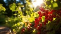 Ripe currant on the branches of a bush in the garden