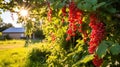 Ripe currant on the branches of a bush in the garden