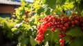 Ripe currant on the branches of a bush in the garden