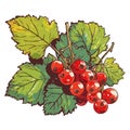 Ripe currant bunch on green branch