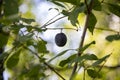 Ripe damson plum fruit on tree Royalty Free Stock Photo