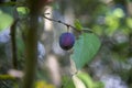 Ripe damson plum fruit on tree Royalty Free Stock Photo