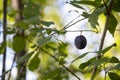 Ripe damson plum fruit on tree Royalty Free Stock Photo