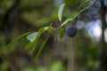 Ripe damson plum fruit on tree Royalty Free Stock Photo