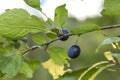 Ripe damson plum fruit on tree Royalty Free Stock Photo