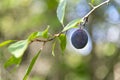 Ripe damson plum fruit on tree Royalty Free Stock Photo