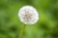 Ripe dandelion closeup