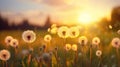 Ripe dandelions on the background of a sunset in a summer meadow. The concept of the beauty of wildflowers