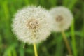 Ripe fluffy dandelions with loose seed