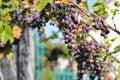 ripe dark grapes hanging on the vine. Harvest of future red wine in the vineyard in the sunshine Royalty Free Stock Photo