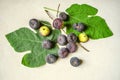 Ripe dark purple berries of figs lie on fig leaves