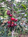 Ripe dark red cherries. Royalty Free Stock Photo