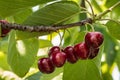 Ripe dark red cherries hanging on cherry tree branch with blurred background Royalty Free Stock Photo