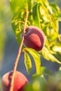 Ripe dark red peaches on a tree branch in the garden on a sunny day. Ripening seasonal fruits Royalty Free Stock Photo