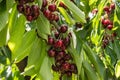 Ripe dark red stella cherries hanging on cherry tree branch with green leaves and blurred background Royalty Free Stock Photo