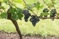 Ripe dark red wine grapes on the vine ready for harvest Royalty Free Stock Photo