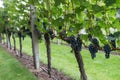 Ripe dark red wine grapes on the vine ready for harvest Royalty Free Stock Photo