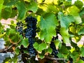 Ripe dark wine grapes grow on the bushes. Bunches of wine grapes are ready for harvest Royalty Free Stock Photo