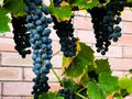 Ripe dark wine grapes grow on the bushes. Bunches of wine grapes are ready for harvest Royalty Free Stock Photo