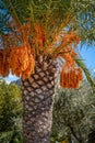 Ripe Date Palm with Multiple Fruit Bunches Royalty Free Stock Photo
