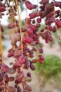 Ripe dates on a date palm. The fruit in the wild. Royalty Free Stock Photo