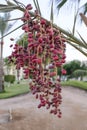 Ripe dates on a date palm. The fruit in the wild. Royalty Free Stock Photo
