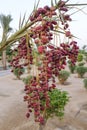 Ripe dates on a date palm. The fruit in the wild. Royalty Free Stock Photo