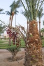 Ripe dates on a date palm. The fruit in the wild. Royalty Free Stock Photo