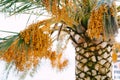 Ripe dates on green palm branches. Close-up Royalty Free Stock Photo